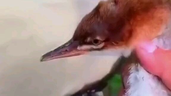 Sedih sekali cok 🥺🥲