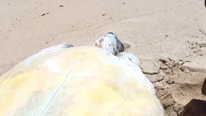 Membantu penyu kembali ke laut