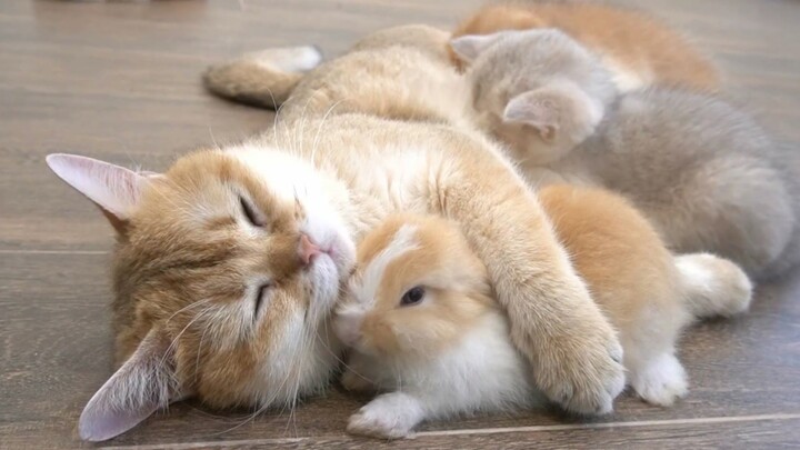 Mother cat: This fur color and these big ears must be my baby