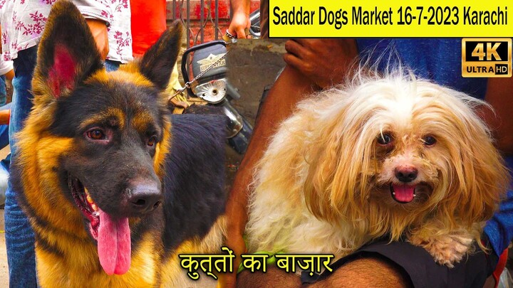 Saddar Sunday Dogs Market 16-7-23 Karachi Latest Updates _ German Shepherd Husky Labrador Retriever
