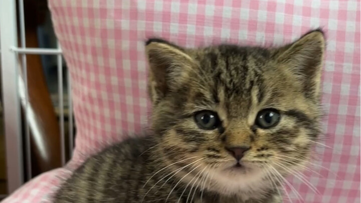 This is why I had to raise kittens in the first place!