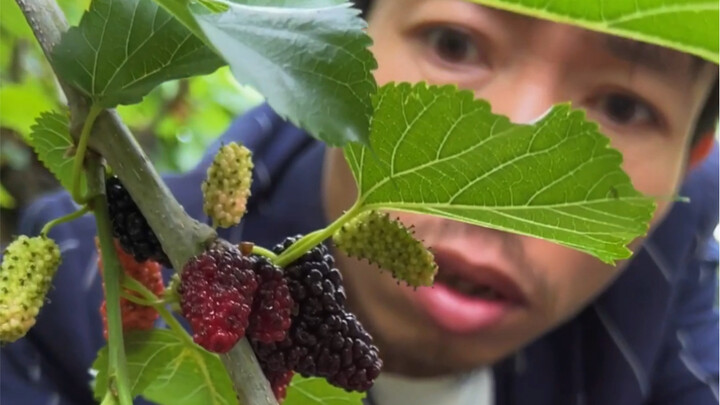 At this time of year, the fields in Shaoxing are full of mulberries and Gagong, which are delicacies