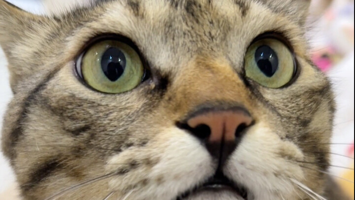 Baru memukulku setelah tiga kali peringatan, kualitas si kucing ternyata lumayan juga!