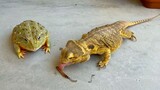 Bullfrogs & lizards