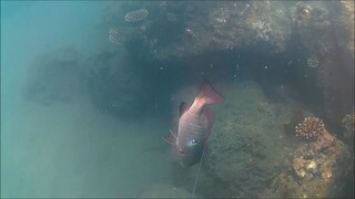 spearfishing tegal /kakap mangrove