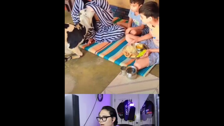 แกะดื่มนมมนุษย์ (ลองดูคอมเมนต์ที่ปักหมุดไว้สิ)