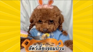 สัตว์เลี้ยงเพื่อนขนปุย : สัตว์เลี้ยงจอมป่วน