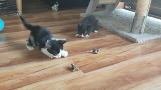 Saya mengambil lima anak kucing dan memberi mereka makan burung puyuh kering beku untuk pertama kali