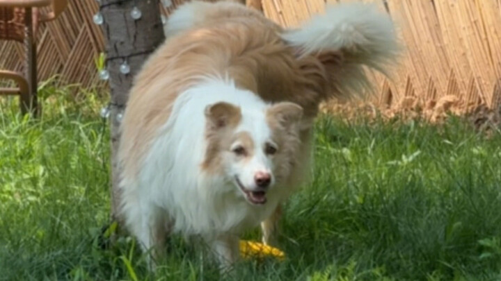 Wah, kena jijik sama border collie nih!