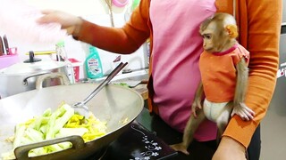 Smart Baby Monkey Maku Stand Looking Mom Cooking for Family At noon