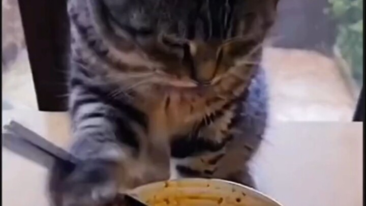 chat 😻😻😻😻😻