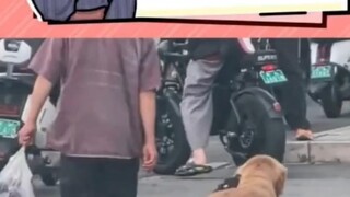 رجل عجوز لطيف يمشي مع جرو لطيف وطائر لطيف