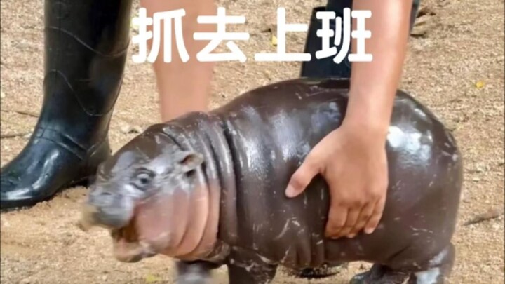 This kind of jumping pig is perfect for catching and simmering into soup—Guangdong folks are thrille