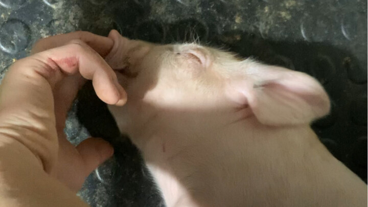 Pig: I am a pig but you may not be a human