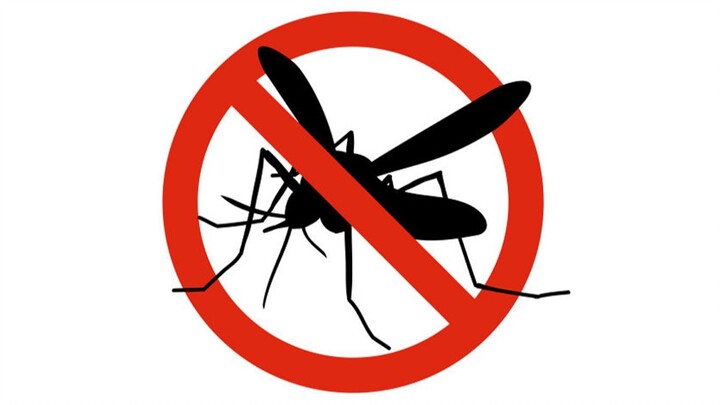 “Cứu tôi với, tôi siêu sợ côn trùng, mà trong nhà lại có mấy chục con nhện!”