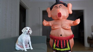Dog vs Sumo Wrestler Prank สุนัขตลก Maymo เรียนรู้ที่จะมวยปล้ำซูโม่
