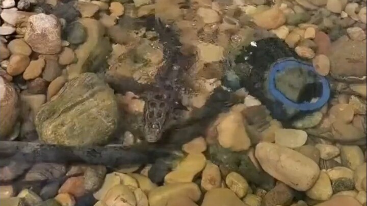 I heard this is the most protective fish?