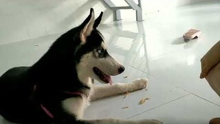 Husky chê sen nghèo ăn mỳ tôm boss không chịu ăn #husky #ngáohusky #thucung #pets