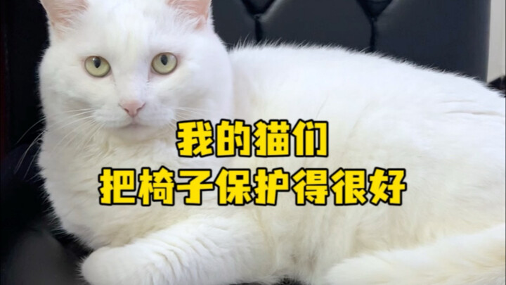 Con mèo của tôi bảo vệ cái ghế rất tốt