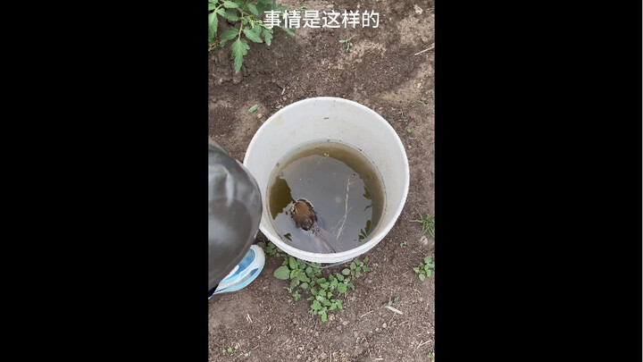 Keluargaku, aku menemukan seekor burung pipit dan ia bersikeras membawaku pulang.
