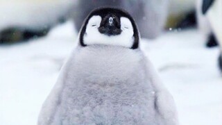 “เพนกวินน่ารักมาก!!!”