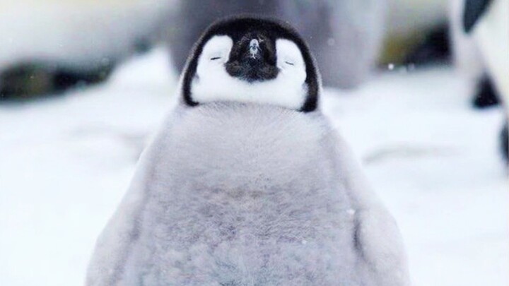 “Penguins are so cute!!!”