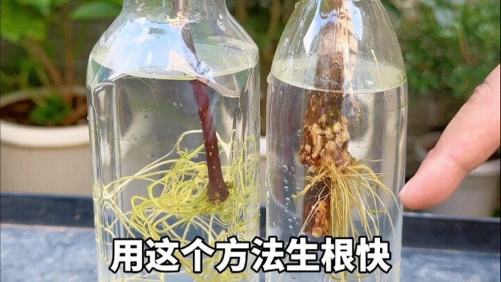Teach you how to grow all kinds of flowers using mineral water bottles