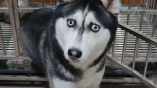 Dog Trivia