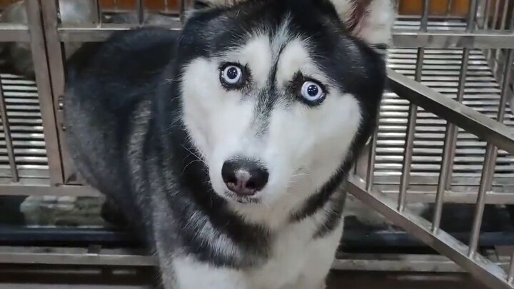 Dog Trivia
