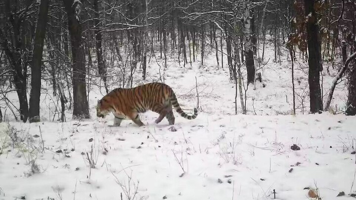 Filming — Wild Northeast China Tiger