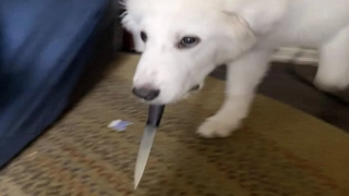 Perfectly Cut Screams 111