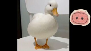 เลี้ยงสัตว์อะไรดี #pet#call duck#cute#