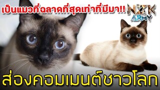 ส่องคอมเมนต์ชาวโลก-เกี่ยวกับ“แมวสยามหรือแมววิเชียรมาศ”ว่าเขาจะชอบขนาดไหน