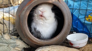 It even ate the sleeping nest, will it eat the cage next?