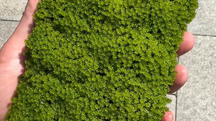 Why do you look like a brick?