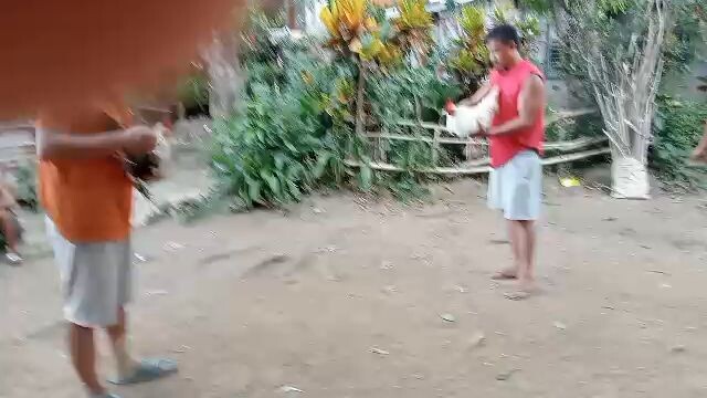 talisay vs puti