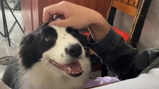 Apa yang terjadi jika Anda tiba-tiba berhenti mengelus kepala anjing Anda?