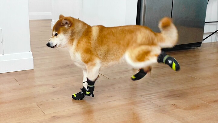 หมาใส่รองเท้าครั้งแรกเดินไม่เป็นแล้ว ขำจนทนไม่ไหว!