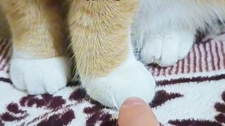 When I suddenly realized my kitten stopped biting me, I knew he had entered the next stage—there's n