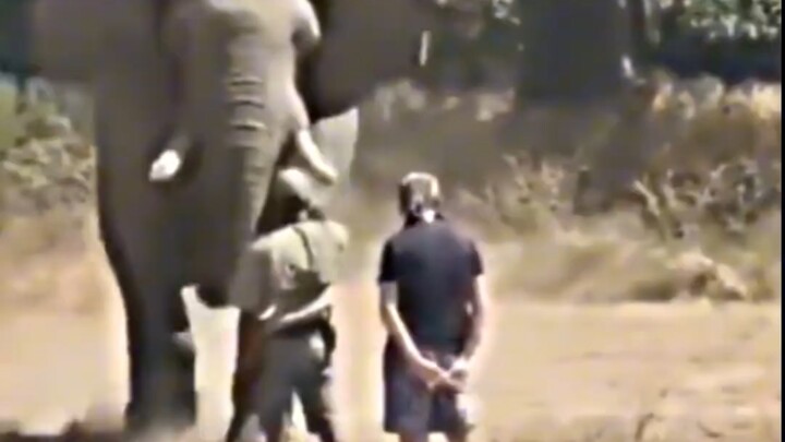 Elephant: Every inch of its body is riddled with weaknesses, yet it emanates such a suffocating aura