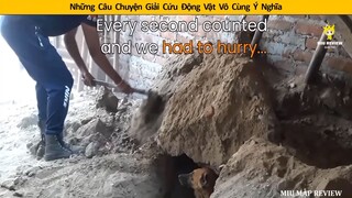 cứu hộ động vật hoang