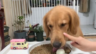 [Dogs Clip] เจ้าหมาปากใหญ่ ๆ กินหมดทุกอย่างเลย