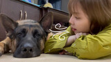 Pet|The daily life with the German Shepherd