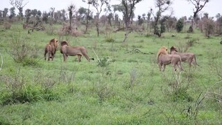 Lion King Teratery