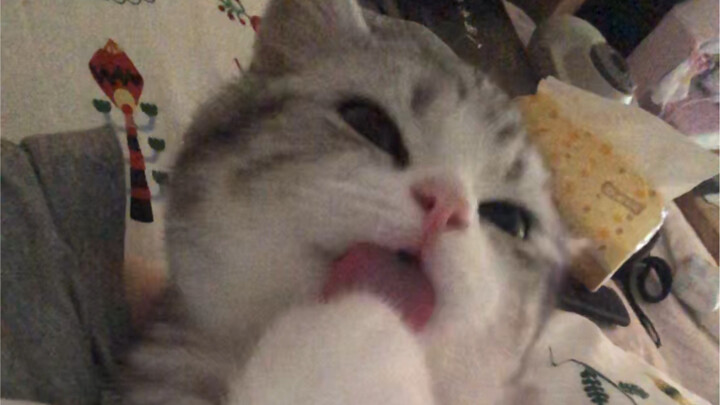 What’s it like having a little cat that wakes up on time every day just to groom my fine body hair?