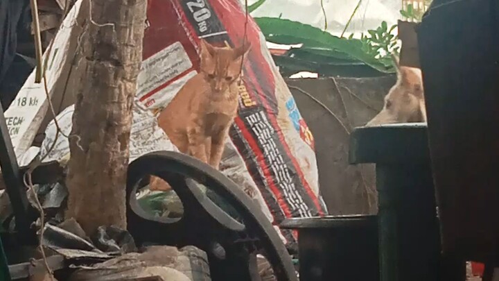 aba aba, bawal yan
