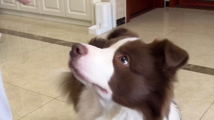 Front-row onlookers watch the puppy crack jokes