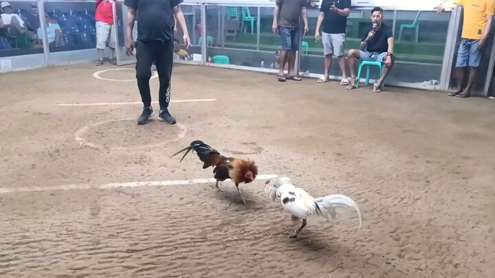 JTC caingin hackfight