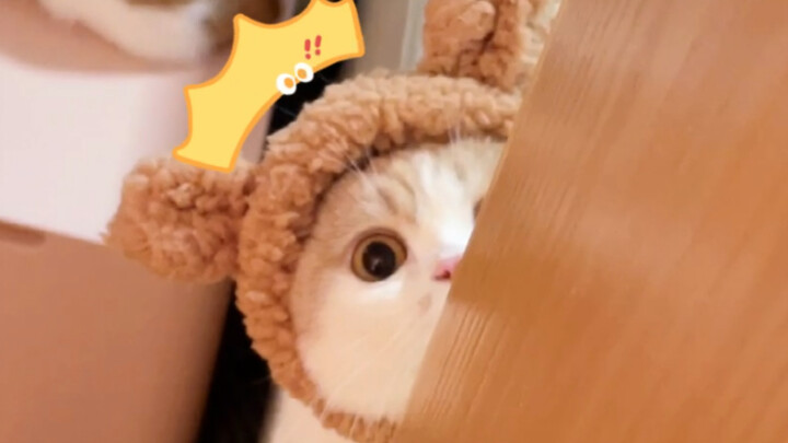 Ketika si kucing kecil melihat wajah polos sang pemilik