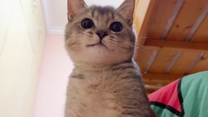Cat: Master’s lying on the bed—does that mean you want little old me to give you a kiss?!